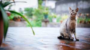 猫
