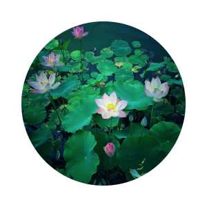复古.圆.荷花