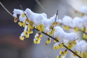 寒冬里下过雪的腊梅花