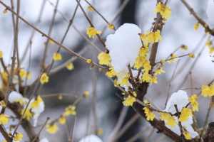 雪后的梅花