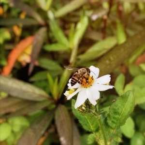 自然蜜蜂动物采蜜小雏菊野花