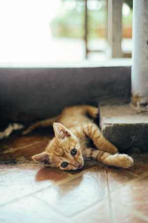 猫