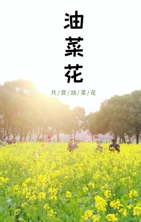 油菜花旅行赏花季手绘小清新海报H5模板