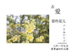 去爱那些花儿简约花朵白色横版配图