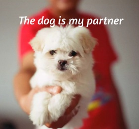 白色可爱保护动物红包朋友圈封面