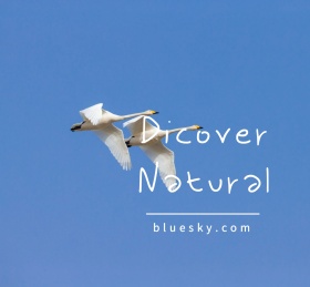 保护动物朋友圈封面