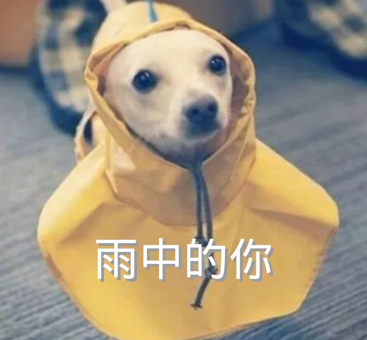 雨中