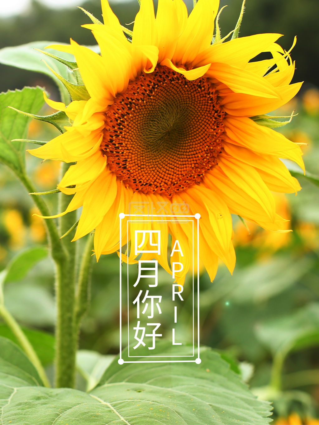 4月你好简约小清新