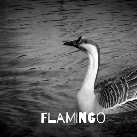 单独的火烈鸟手机微博封面