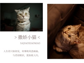 日系文艺可爱小清新猫咪撒娇公众号配图