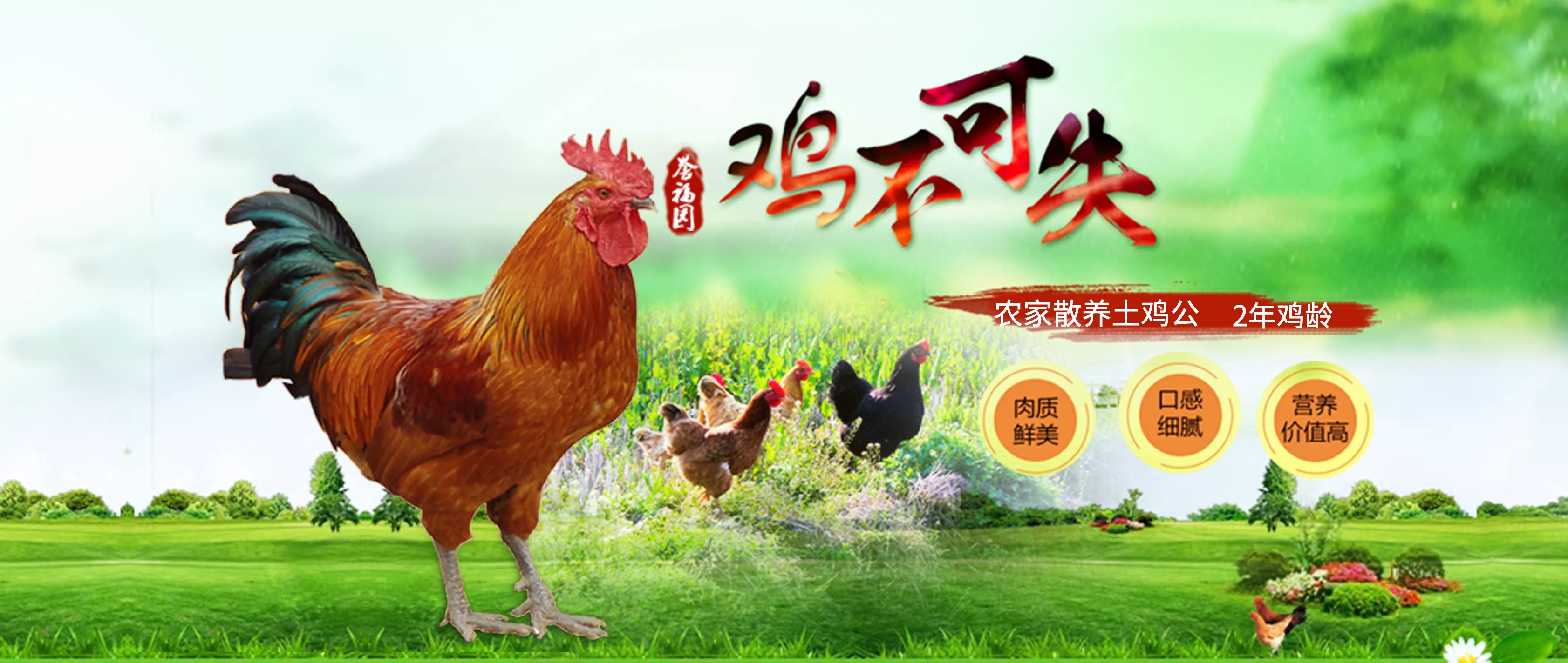 公鸡