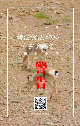 警告 可以不爱 但别伤害 www.动物协会 请给流浪动物一个安全的家。 保护动物公益宣传手机海报