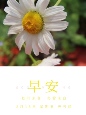 早安清新绿色唯美海报红包图片