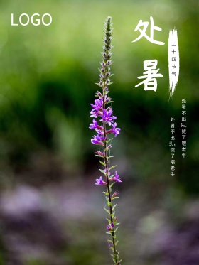 原创插画简约荷花处暑海报