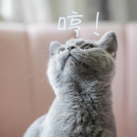 猫咪表情包