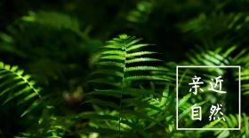 亲近自然文艺绿色植物公众号封面