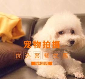 萌宠宠物拍摄摄影文字猫朋友圈封面