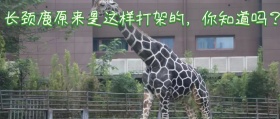 长颈鹿生活特点小科普