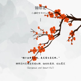 小满时令锦带花花语简介简约白色方形配图