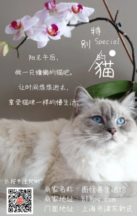 特别的猫慵懒软萌清新手机壁纸海报图