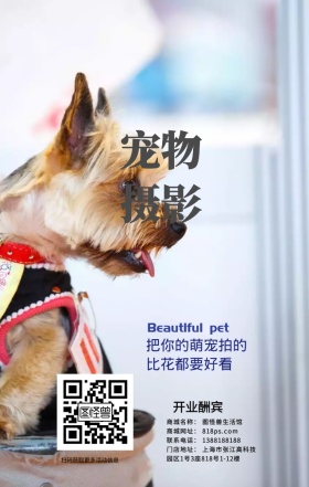 宠物拍摄