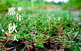 菊花那年秋天唯美红包配图图片海报