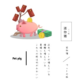 迷你宠物猪简介简约白色可爱方形配图