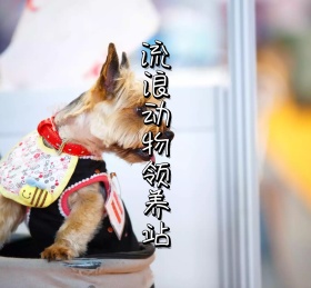 流浪动物领养站点