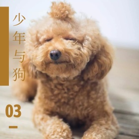 土黄色简约温暖金毛犬公众号配图