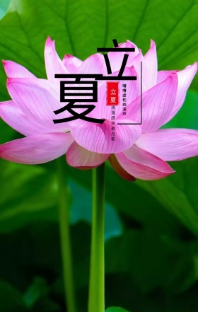 夏日荷花塘