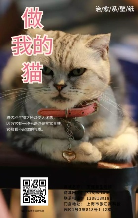 猫咪哈欠睡觉慵懒简约治愈系海报