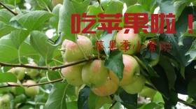 苹果简约创意宣传公众号模版