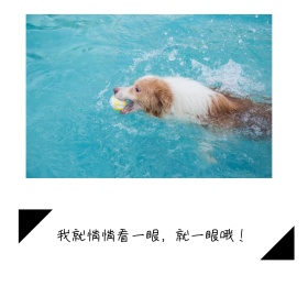 早安可爱狗狗萌宠公众号配图