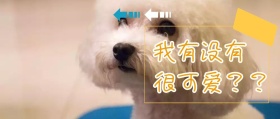 2018可爱狗狗公众号封面