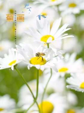 原创插画十月菊花飘手绘海报