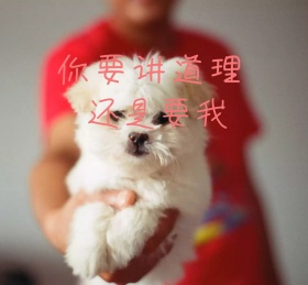 猫咪可爱童趣红包朋友圈封面