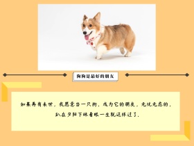 夕阳小狗文艺句子公众号配图