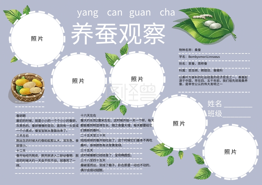 养蚕观察日记手抄报小清新观察小报