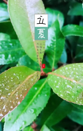 创意古风立夏扇形花枝海报模版