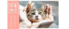 惊喜 特价 幼猫专供猫粮 最低五折起售 可爱卡通猫之日公众号封面