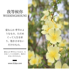 唯美小清新日系暖阳木棉裙公众号配图