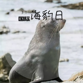 国际海豹日简约方形配图