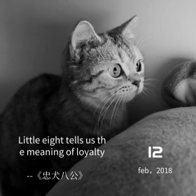 电影配图忠犬八公简约方形