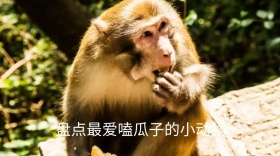 盘点最爱嗑瓜子的小动物公众号封面