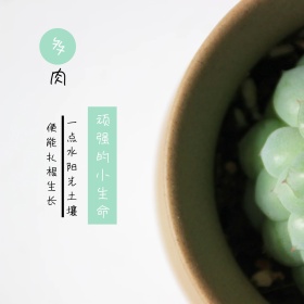 多肉植物简约白色方形配图