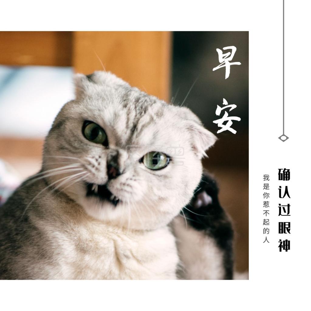 早安猫咪cd