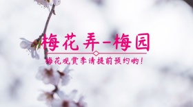 梅花观赏红包公众号封面