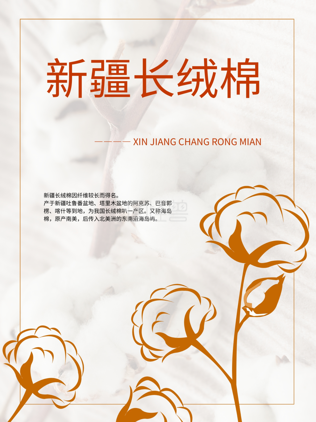 新疆长绒棉中国的棉花