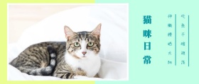 猫咪 日常 吃鱼干瞎逛荡 伸懒腰晒太阳 可爱卡通猫之日公众号封面