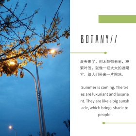 绿色摄影夏季植物公众号配图